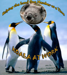 Koala LaLa Land